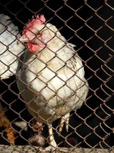 曾帶領萊比 曾帶領萊比